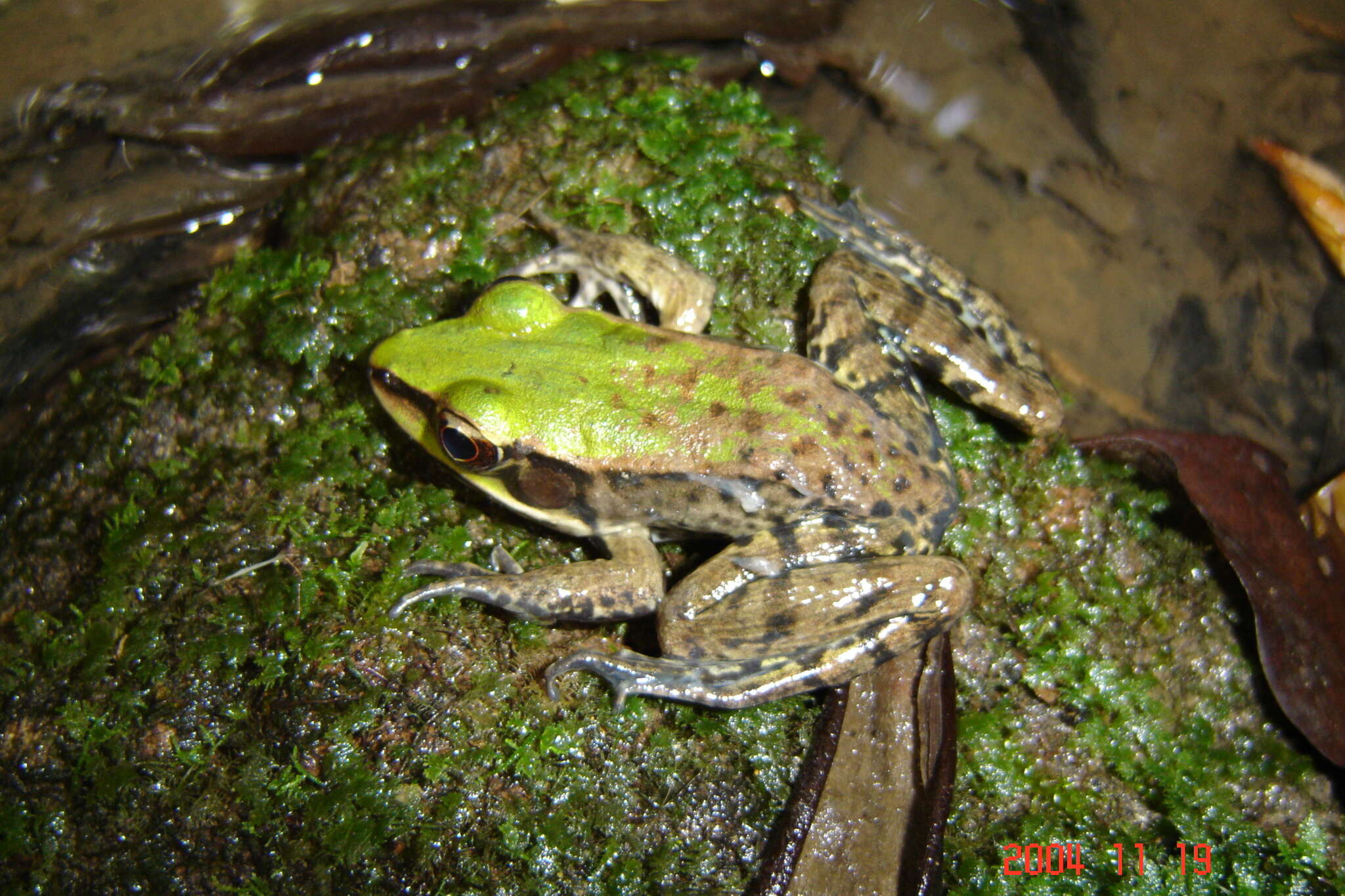 Image of Lithobates palmipes (Spix 1824)