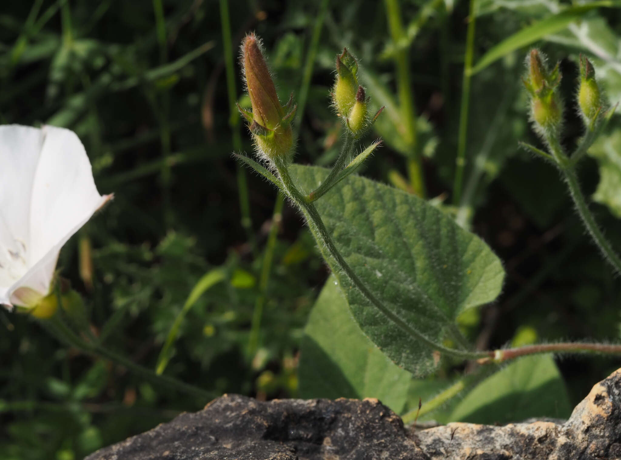 Imagem de Convolvulus betonicifolius Miller