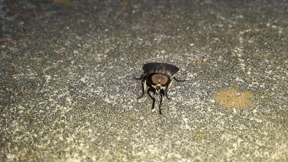 Image of Tabanus petiolatus Hine 1917