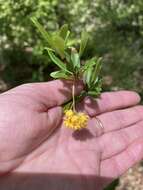 Plancia ëd Berberis fendleri A. Gray