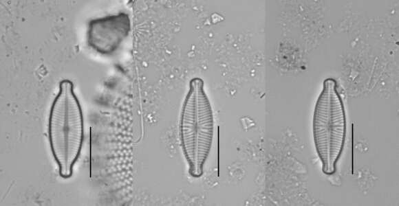 Image of Geissleria decussis