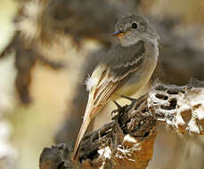 Image of American Dusky Flycatcher