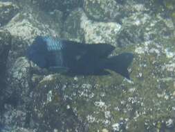 Image of Bumphead damselfish