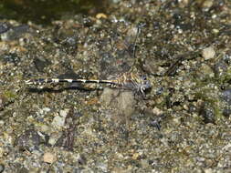 Sivun Progomphus borealis McLachlan ex Selys 1873 kuva