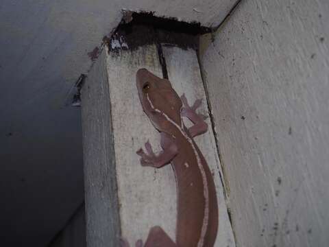 صورة Gekko vittatus Houttuyn 1782