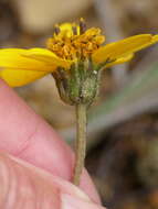 Image of Iostephane trilobata Hemsl.