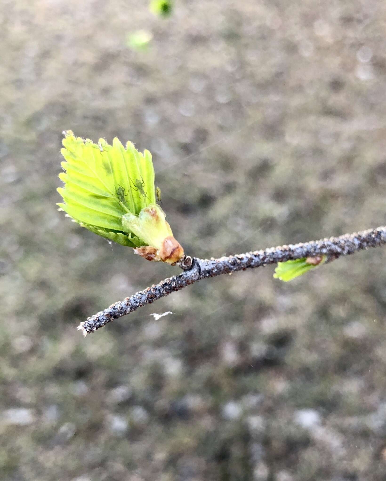 Image of Aphid