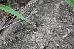 Image of Lophyra (Spilodia) striolata (Illiger 1800)