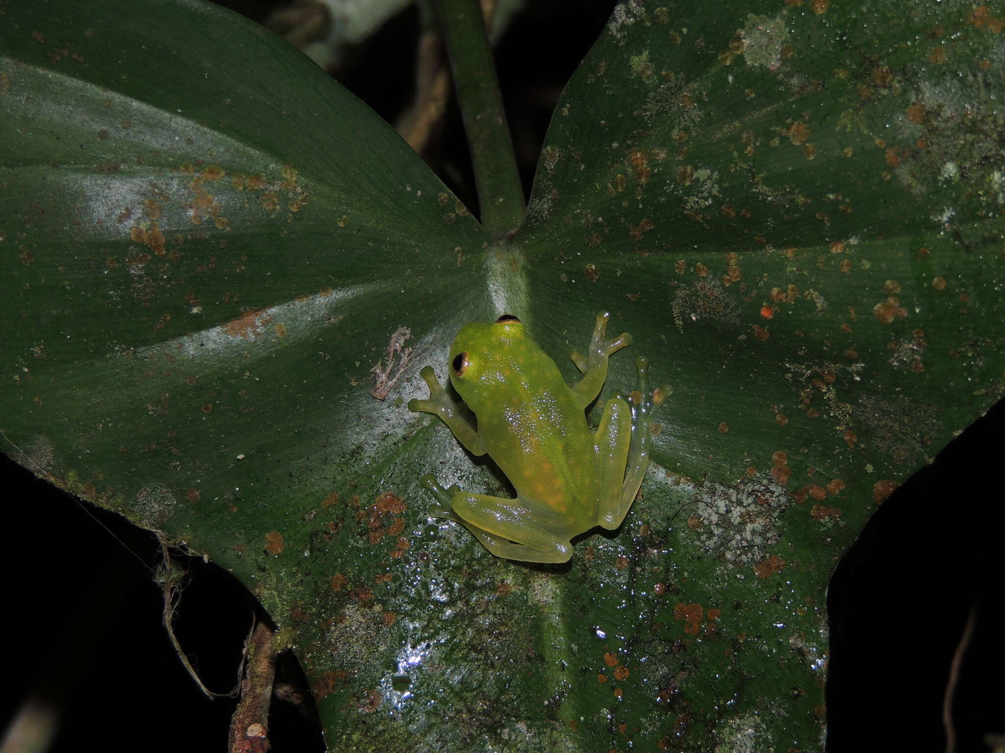 Image of Hyalinobatrachium tatayoi Castroviejo-Fisher, Ayarzagüena & Vilà 2007