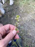 Image of arctic eyebright