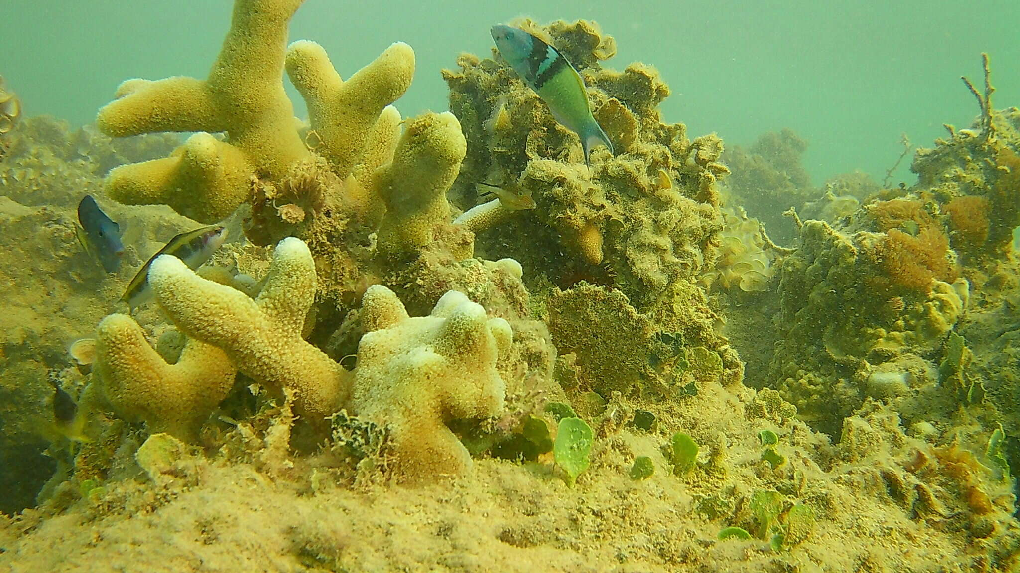 Image of Finger Coral