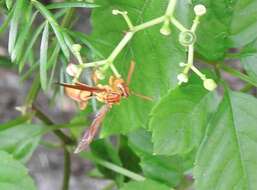 Image of Polistes japonicus de Saussure 1858