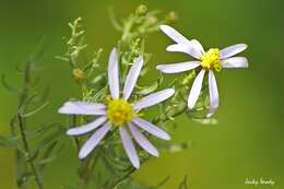 Plancia ëd Galatella sedifolia (L.) Greuter