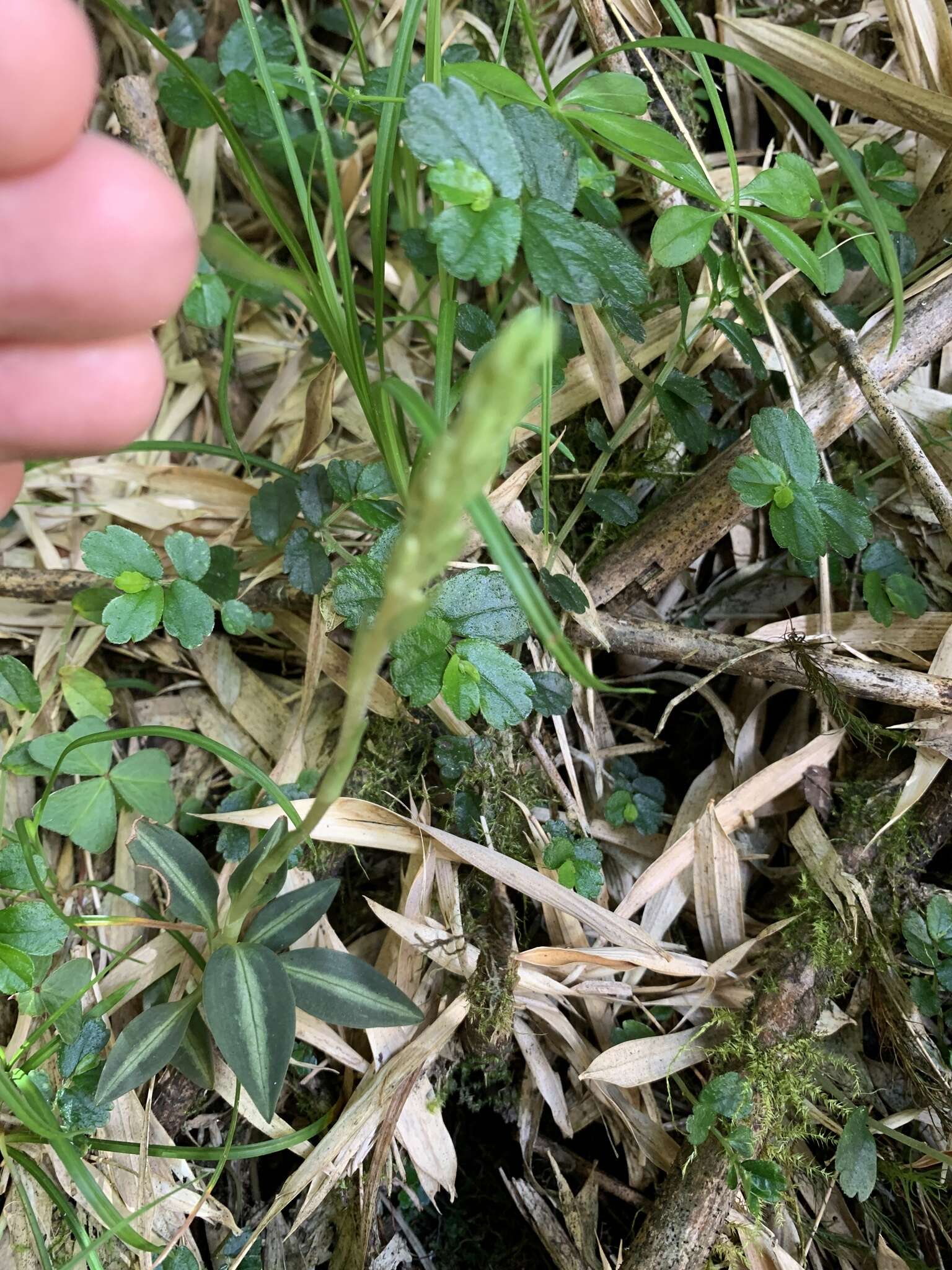 Image of Goodyera nankoensis Fukuy.