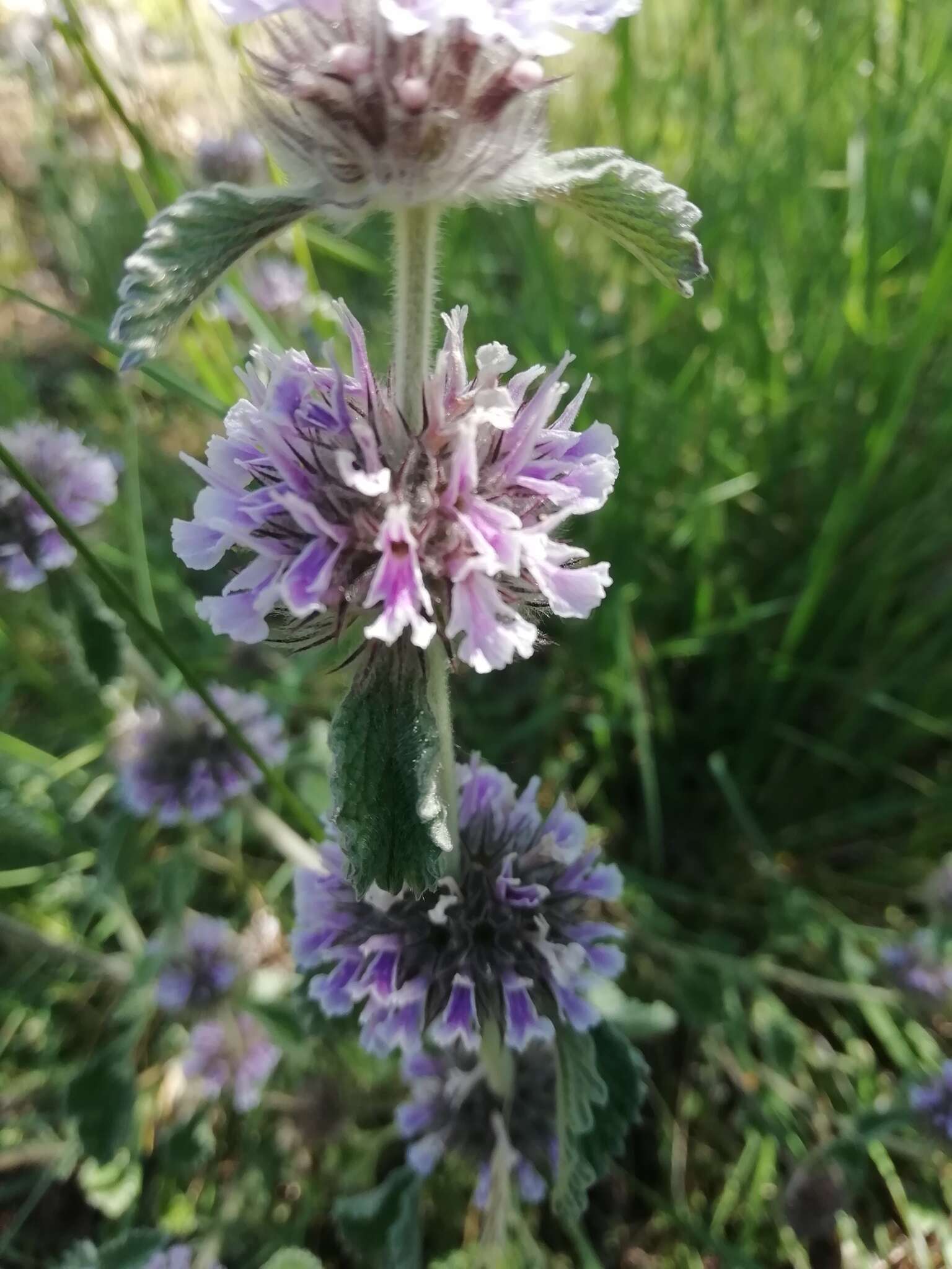 Image of horehound