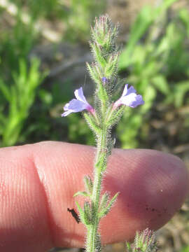 Image of gray vervain