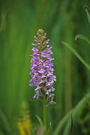 Image of Lesser purple fringed orchid