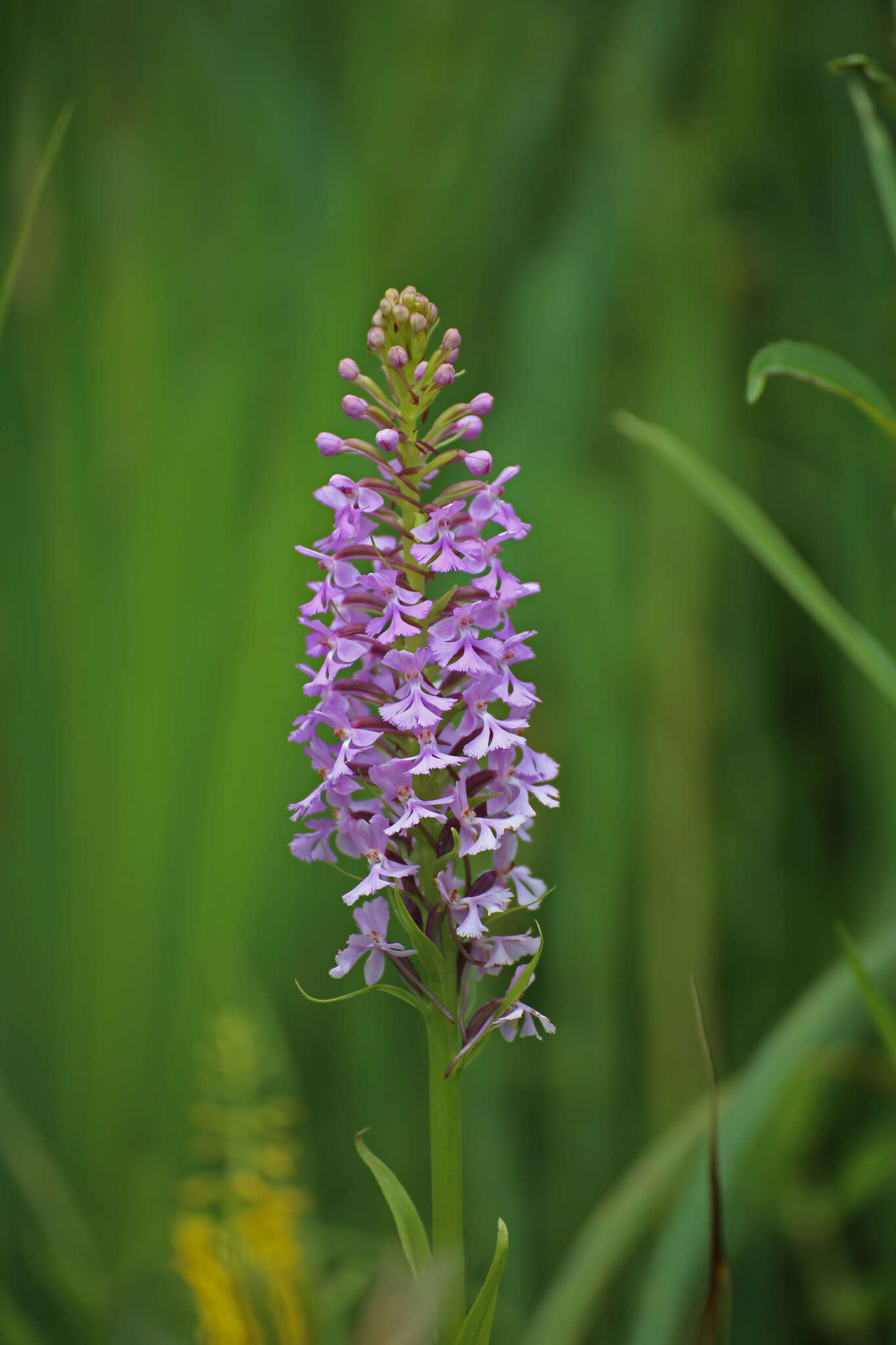 Image of Lesser purple fringed orchid