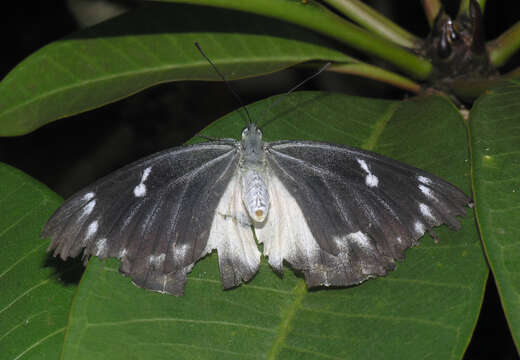 Image of Delias descombesi (Boisduval 1836)