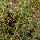 Image of Reseda alopecuros Boiss.