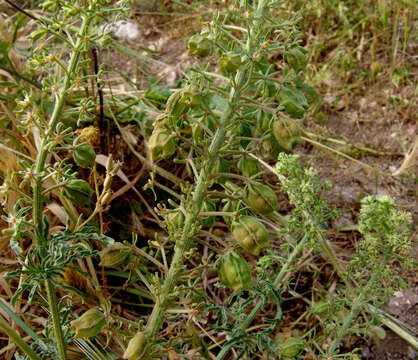 Image of Reseda alopecuros Boiss.