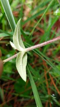 Image of Stellaria vestita Kurz