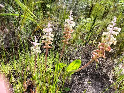 Image of Lachenalia variegata W. F. Barker