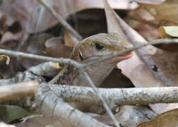 Image of western Girdled Lizard