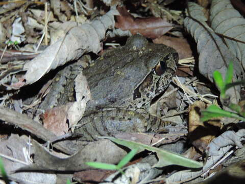 Image of Giant Barred River-frog