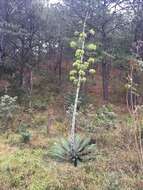 Слика од Agave hiemiflora Gentry