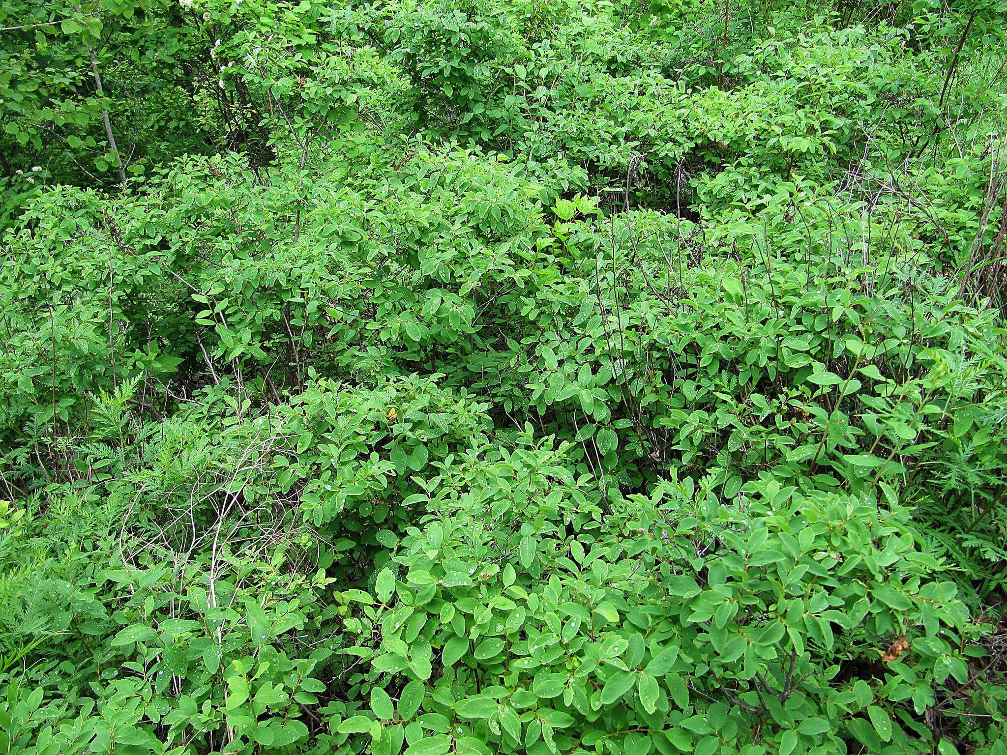 Image of Spiraea media Franz Schmidt