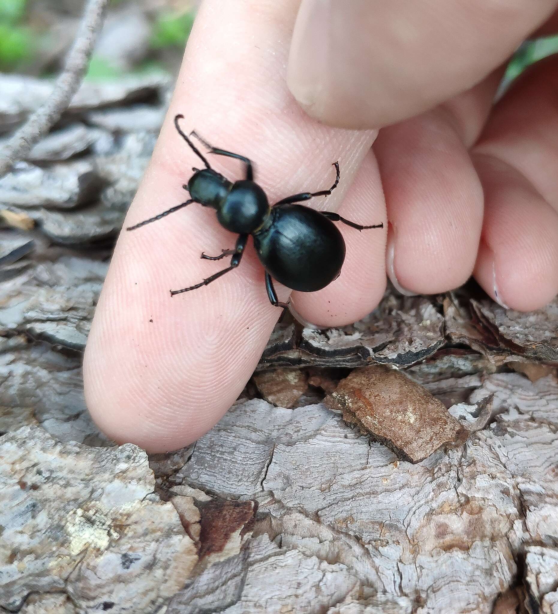 Imagem de Tentyria rotundata orbicollis