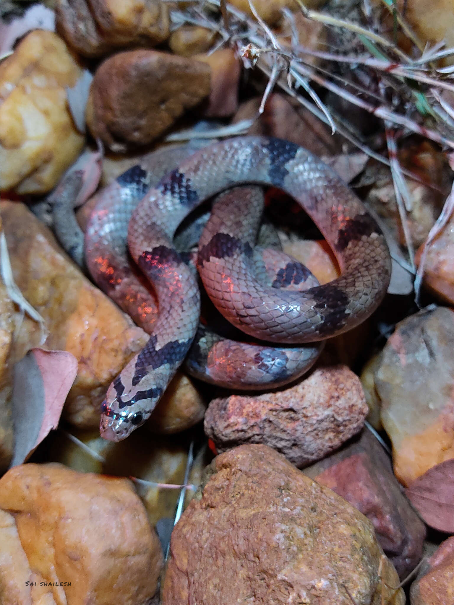 Imagem de Oligodon arnensis (Shaw 1802)