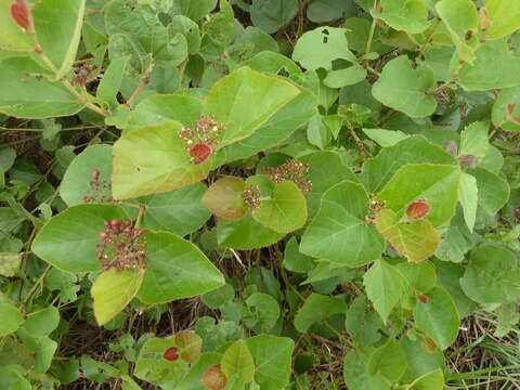 Image of Cissus doeringii Gilg & Brandt