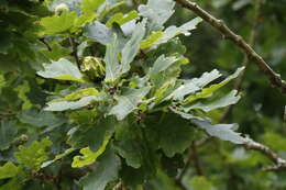 Image of Knopper gall wasp