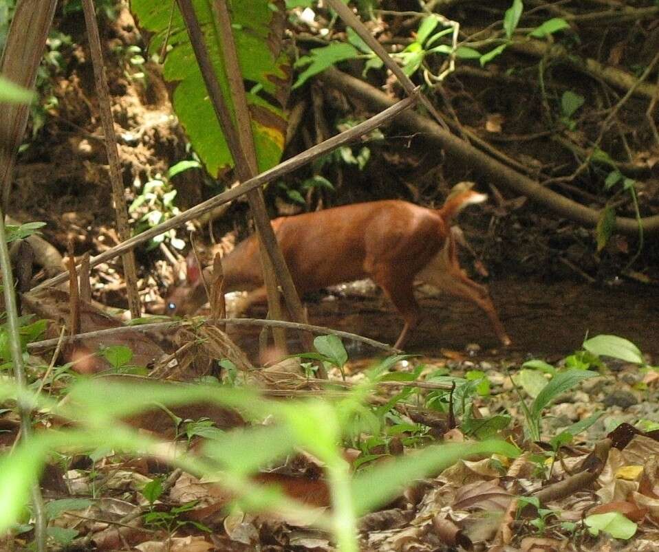 Image of Central American Red Brocket Deer