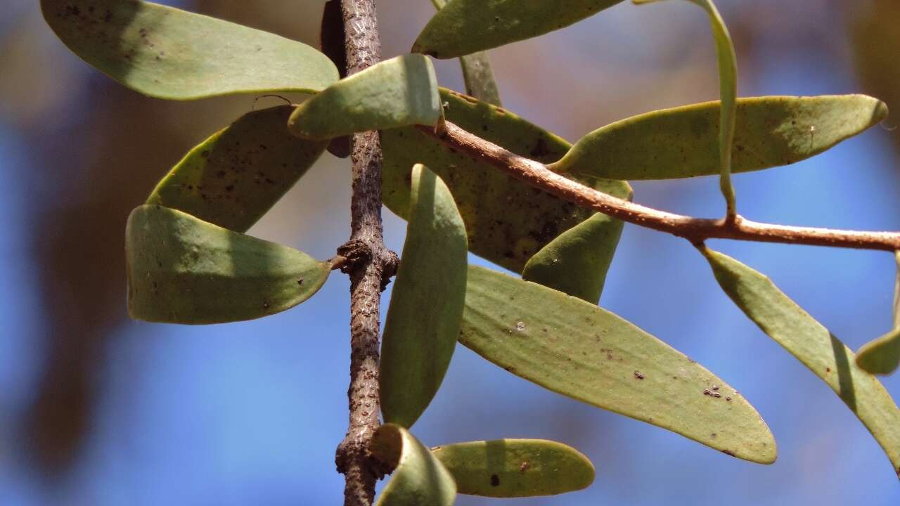 Plancia ëd Plicosepalus kalachariensis (Schinz) Danser