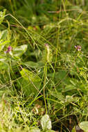 Image of Crested Cow-wheat