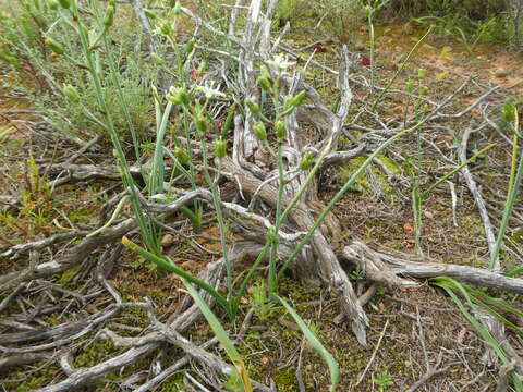 Image of Ornithogalum neopatersonia J. C. Manning & Goldblatt