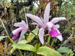 Imagem de Cattleya intermedia Graham ex Hook.