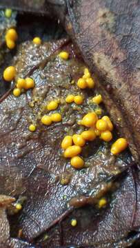 Image of Egg-shell Slime Mould