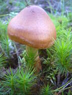 Image of Cortinarius armillatus (Fr.) Fr. 1838