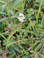 Achillea ptarmica subsp. macrocephala (Rupr.) Heimerl resmi