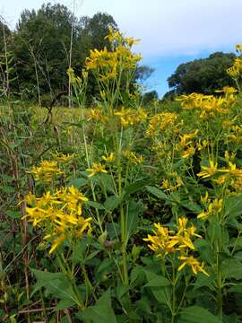 Image of yellow crownbeard