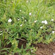 Image of Priva grandiflora (Ortega) Moldenke