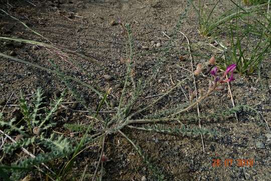 Image of Oxytropis mongolica Kom.