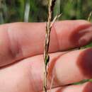 Image of Lepidosperma gunnii Boeckeler