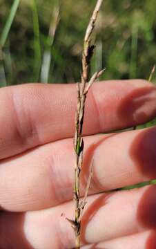 Image of Lepidosperma gunnii Boeckeler