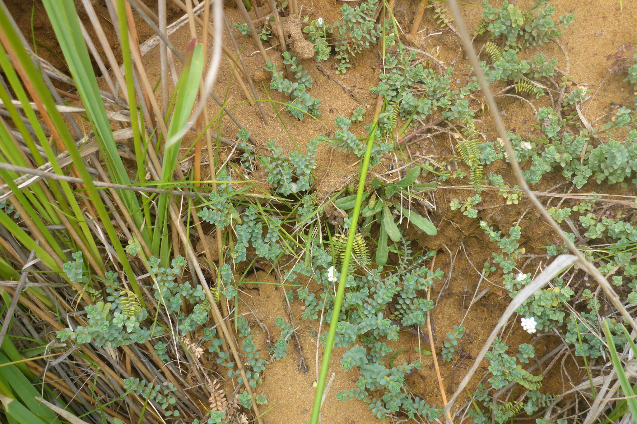 Image of Pimelea prostrata (J. R. & G. Forst.) Willd.