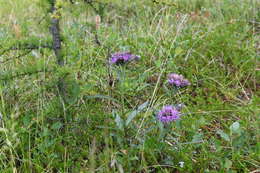 Image of Saussurea amurensis Turcz. ex DC.